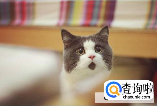 被猫抓破皮怎么办