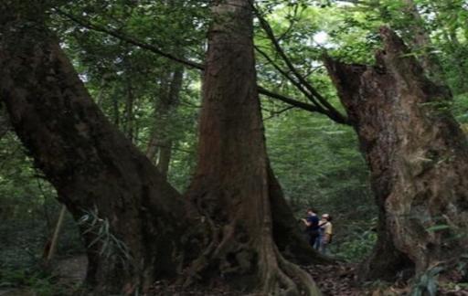 松树枯死的抢救方法有哪些