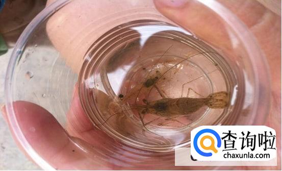 吃什么食物好养活小虾