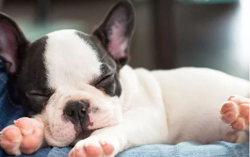 世界名犬排行榜前十