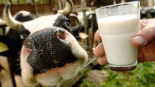 有机生牛乳和生牛乳有什么区别