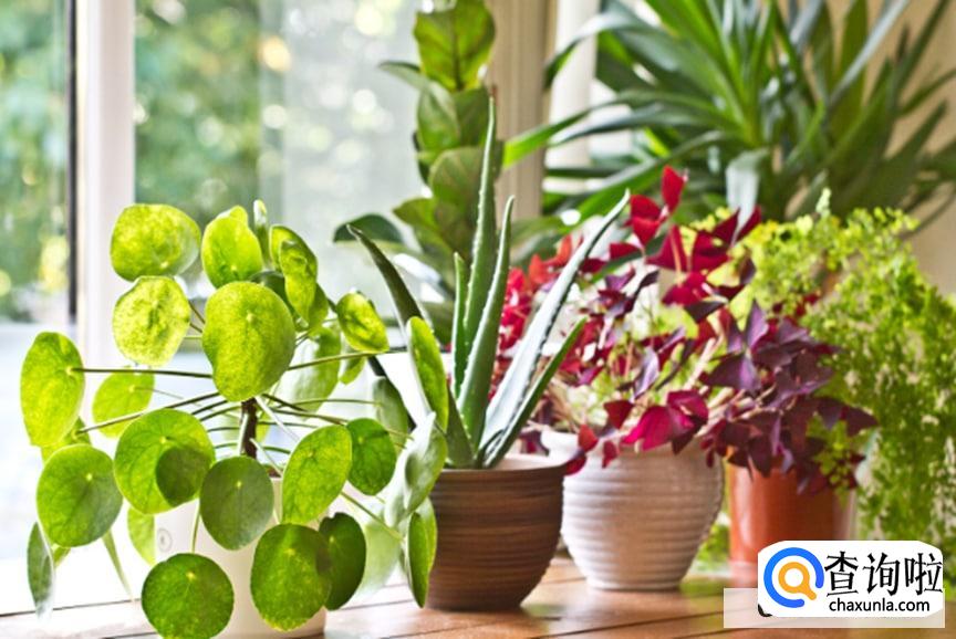 黑种草的养殖方法是怎么样的