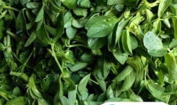 苜蓿猪肉饺子怎么做