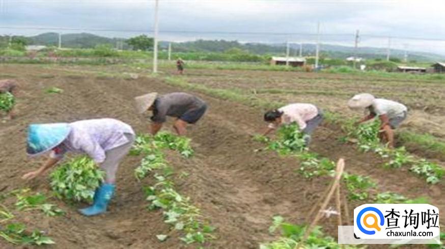 栽地瓜苗要怎么栽合适