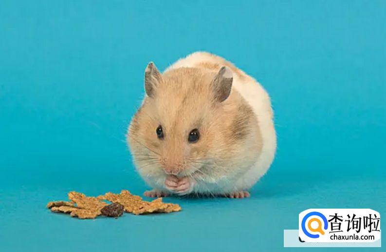 怎么让仓鼠晚上不闹腾