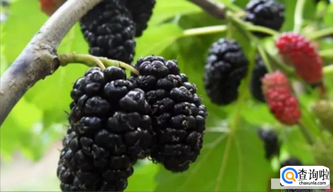 鲜桑椹食用方法及禁忌