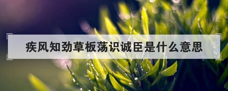 疾风知劲草板荡识诚臣是什么意思
