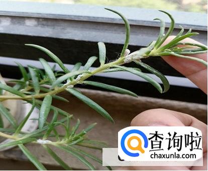 太阳花上的白色虫子有什么办法去除