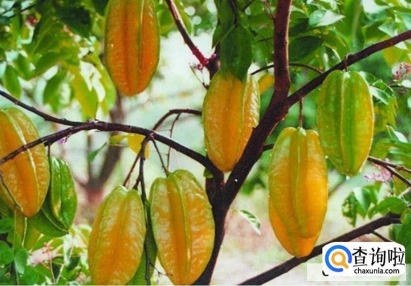 如何养肺润肺？什么东西比较润肺养肺？