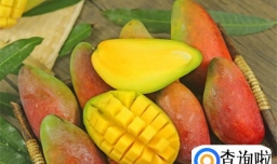 贵妃芒口感是怎样的