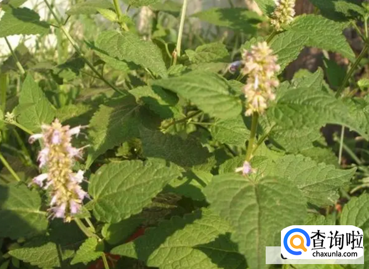 藿香种植时间和方法