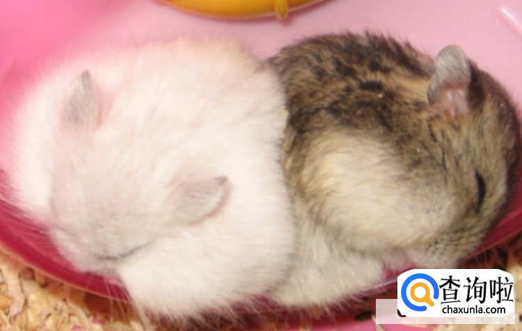 怎么让仓鼠自觉玩跑轮