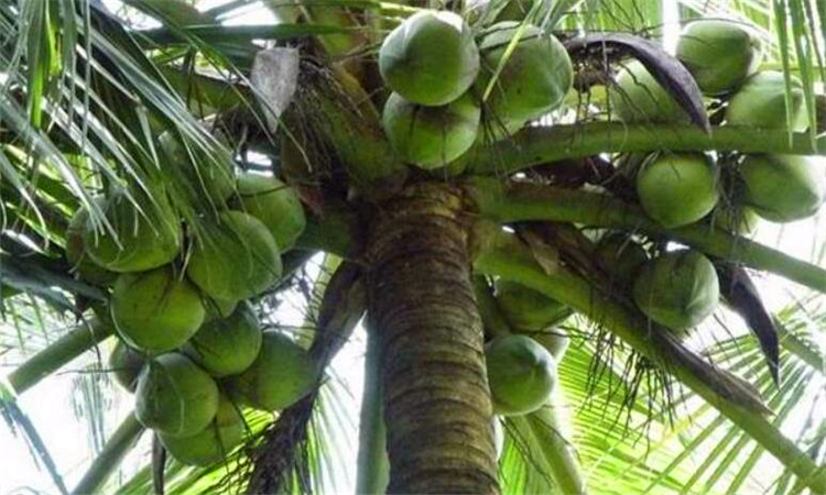 不吃肉用什么代替营养