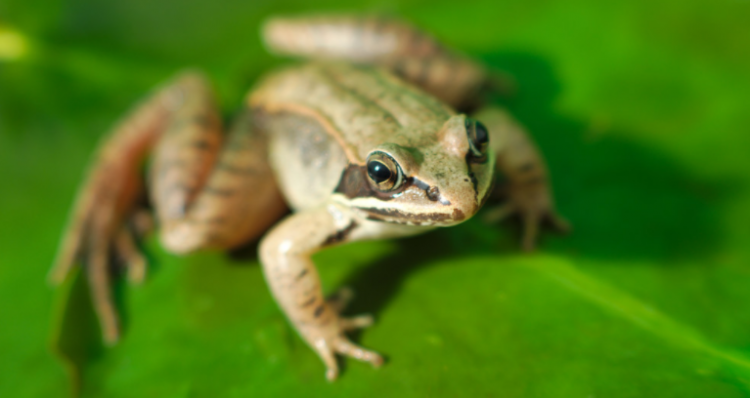 两栖动物有哪些