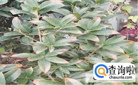 盆栽桂花树叶子尖发黄干枯怎么办