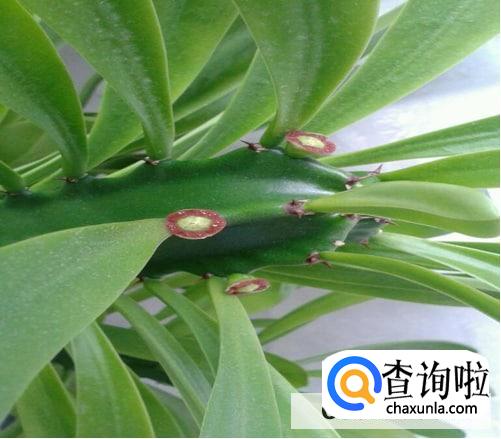 霸王鞭植物怎么养