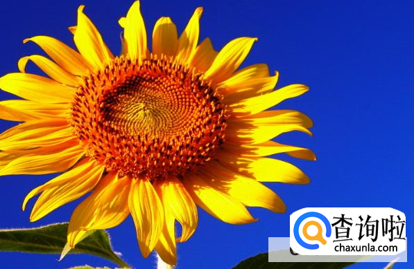 向日葵为何会随着太阳转动