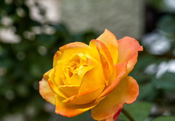 月季花是什么花