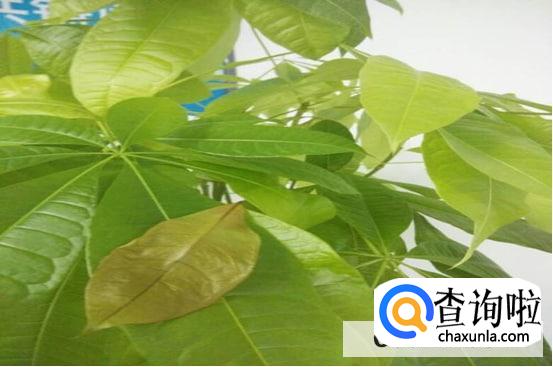 发财树叶发黄怎么处理