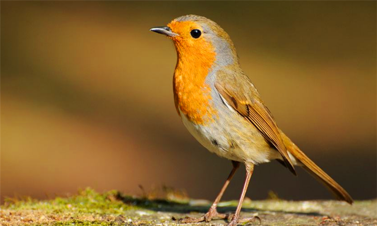 英国的国宝是什么动物