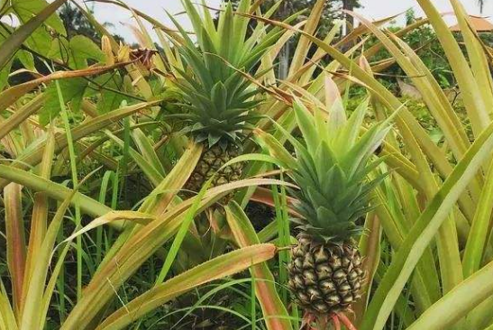 菠萝长在哪里