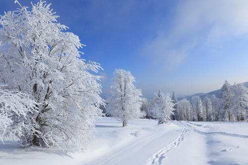 cold是什么意思