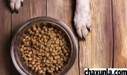 狗狗牙口不好怎么吃饭