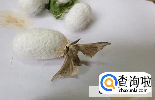 蚕茧上面有个洞的作用