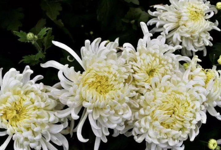 吊唁是什么意思