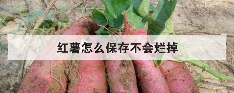红薯怎么保存不会烂掉