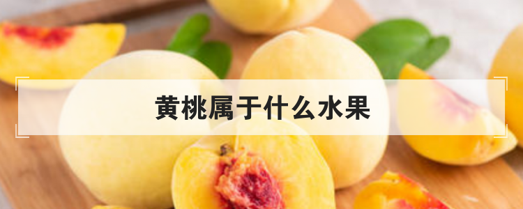 黄桃属于什么水果
