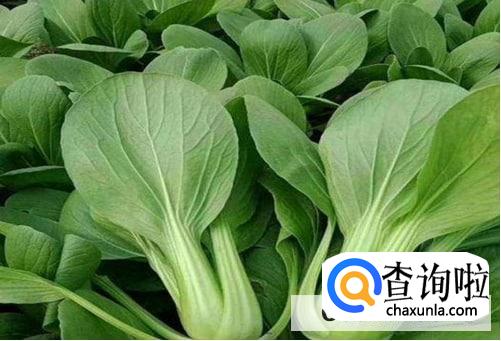 胆固醇高吃哪些蔬菜好