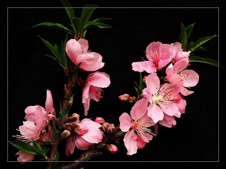 桃花劫是什么意思