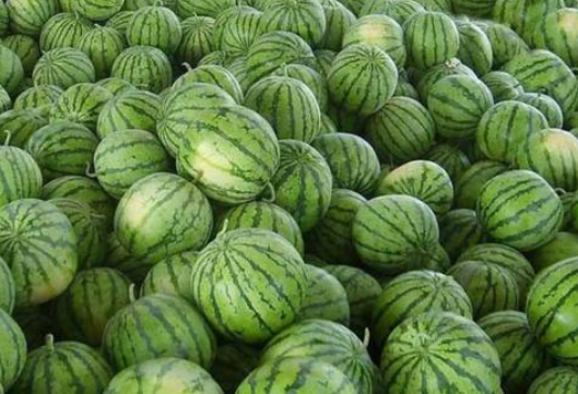 西瓜的品种有哪些
