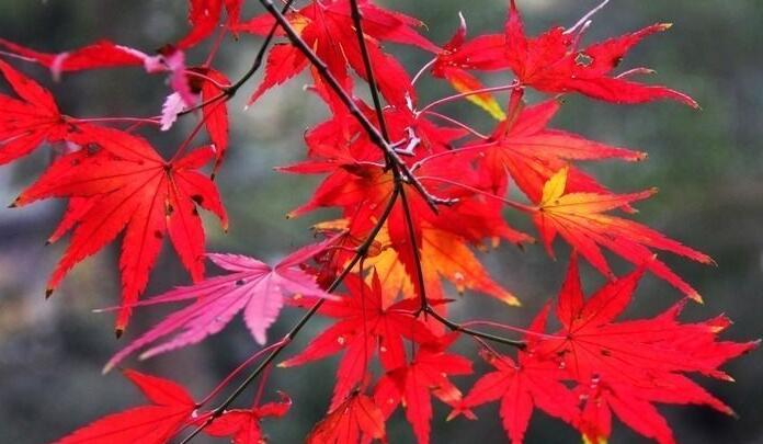 为什么叶子的形状千差万别