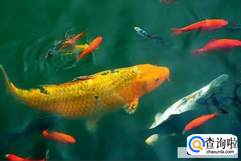 锦鲤在鱼缸下了鱼卵怎么孵化