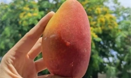 贵妃芒怎么判断可以吃了