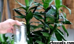 富贵竹怎么养护