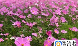 格桑花怎么种植和养护