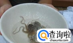 章鱼活吃卫生吗