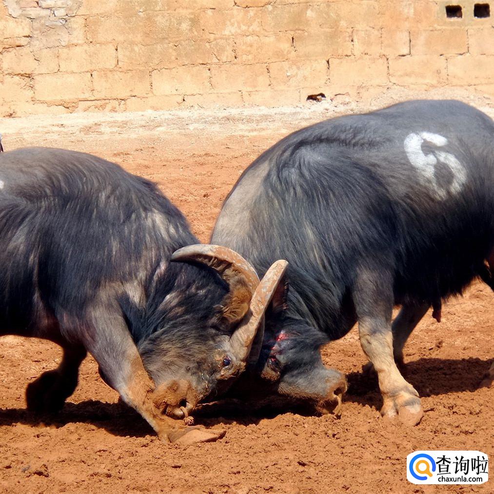 斗牛会是哪个民族的节日