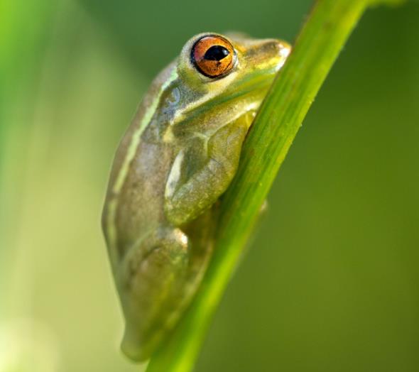为什么两栖动物的皮肤总是湿漉漉的