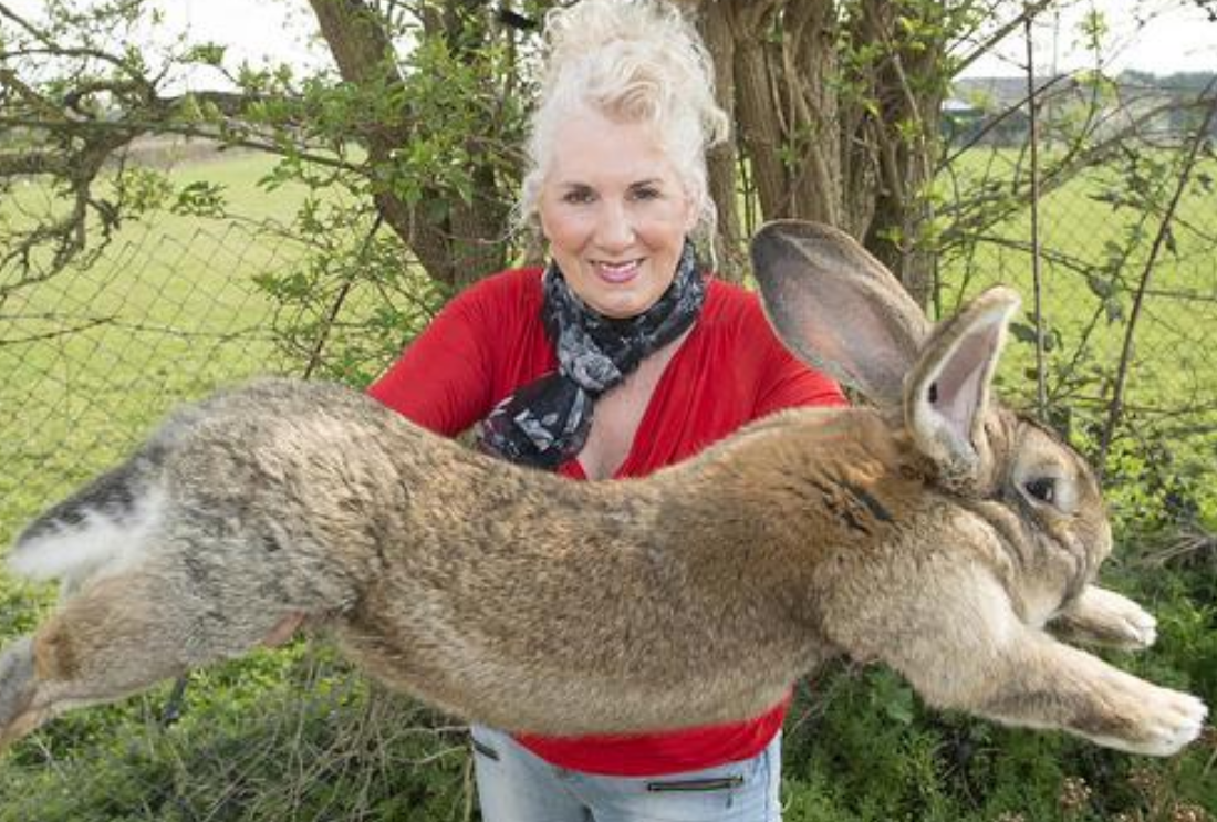 世界上最大的兔子