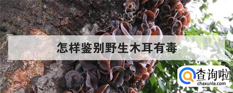 怎样鉴别野生木耳有毒