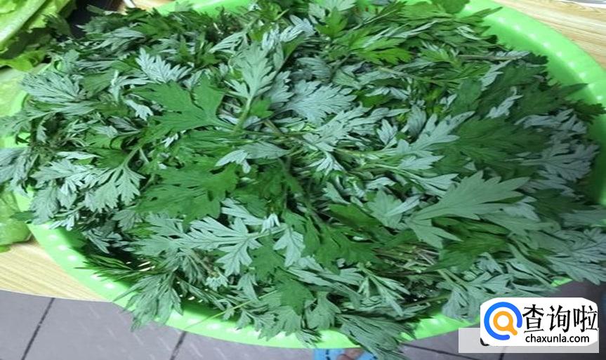 艾草芽的食用方法是怎么样的