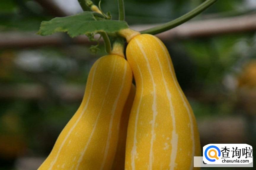 吃完虾千万别碰5种食物