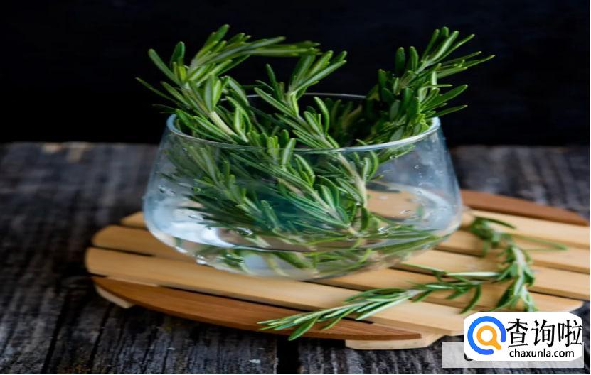 如何纠正猫咪破坏植物