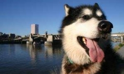 怕狗是一种怎样的体验？你有哪些不堪回首的“怕狗”糗事？