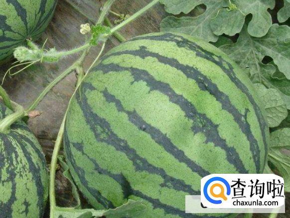 西瓜该怎样挑选