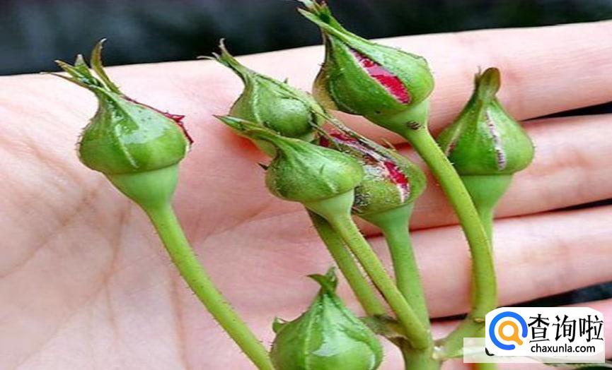 花苞怎么才能快速的开花